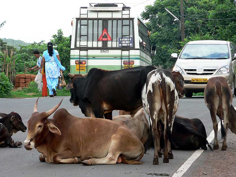 Indické krávy ležící na cestě