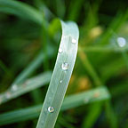 Malá zelená tráva